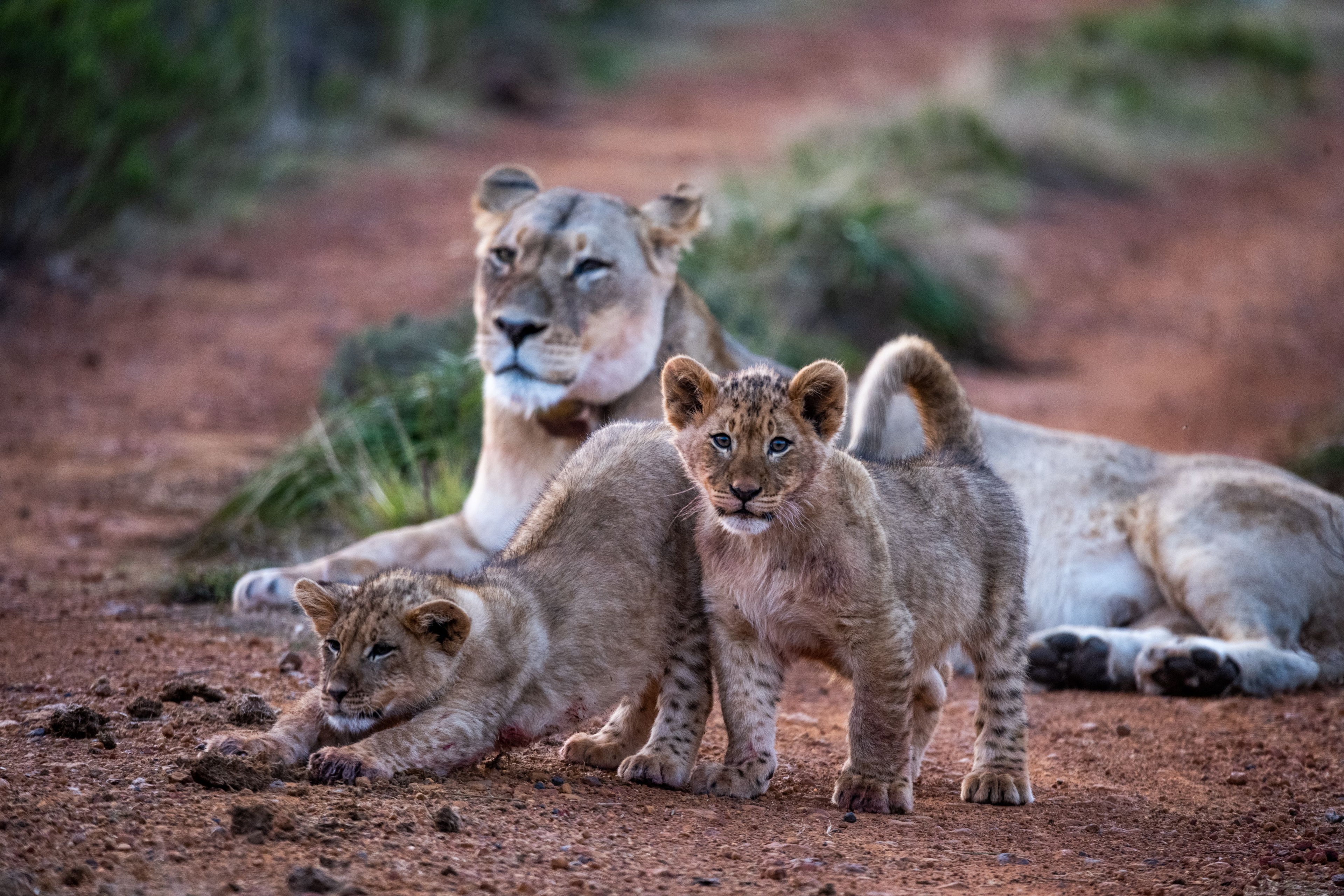 Lion cub resting in the grass beside a fallen branch, looking toward the camera.