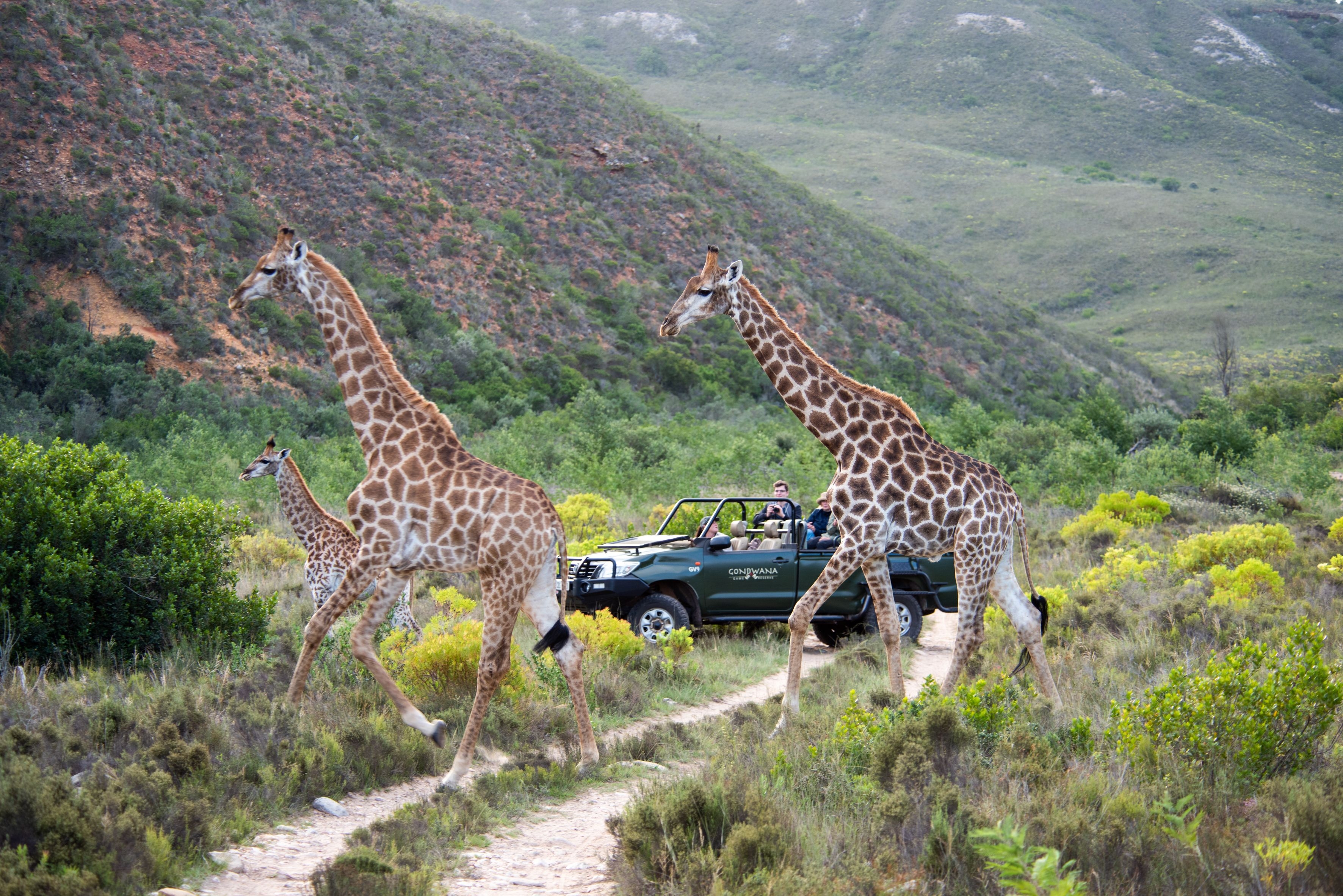 Two giraffes stand among green shrubs and trees on a South African safari.